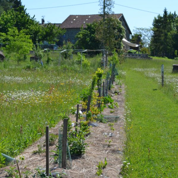 Voedselbos geplant in een rij op Simply Canvas Farm