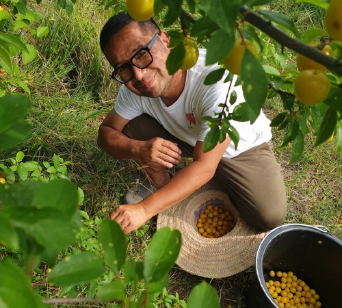 Santi oogst minpruimen in het voedselbos