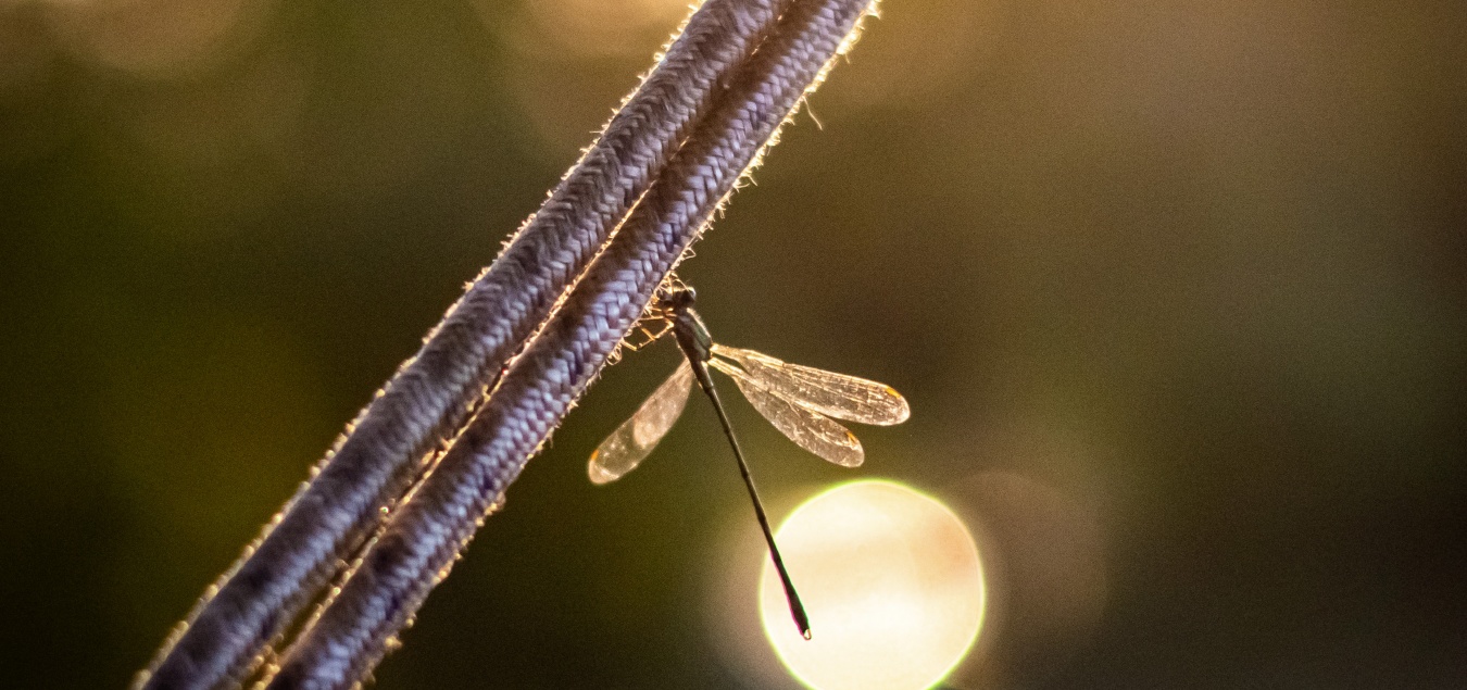 de kracht van verbinding met elkaar en de natuur